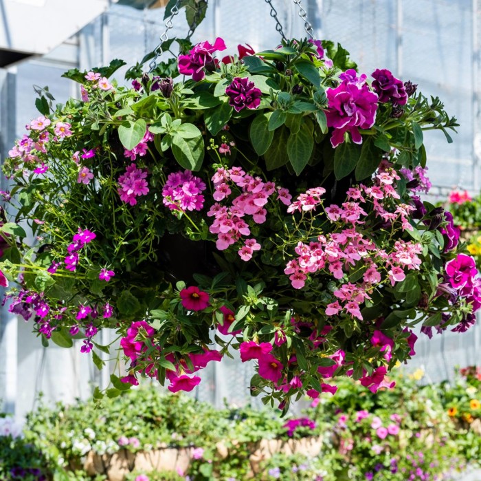 Workshop Hanging Basket mal ganz Anders