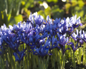 Iris reticulata Mischung