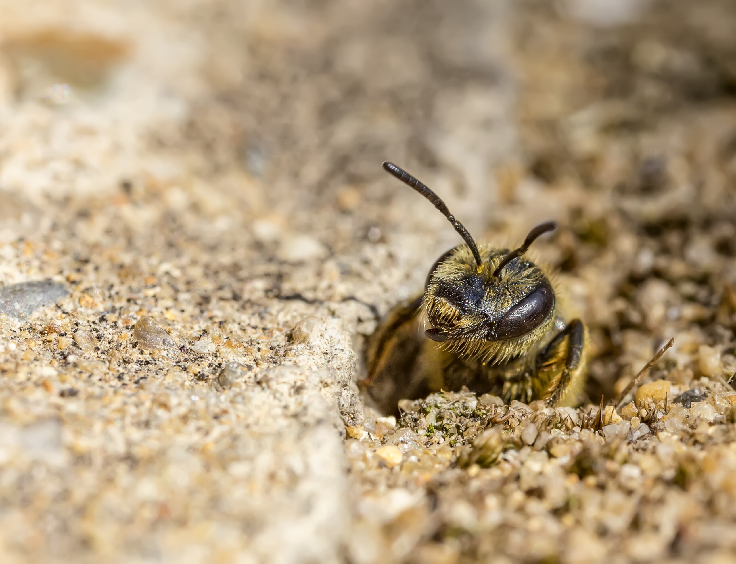 Sandarium für bodennistende Wildbienen